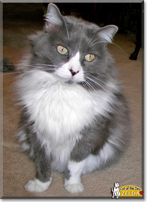 Zelda, the Cat of the Day