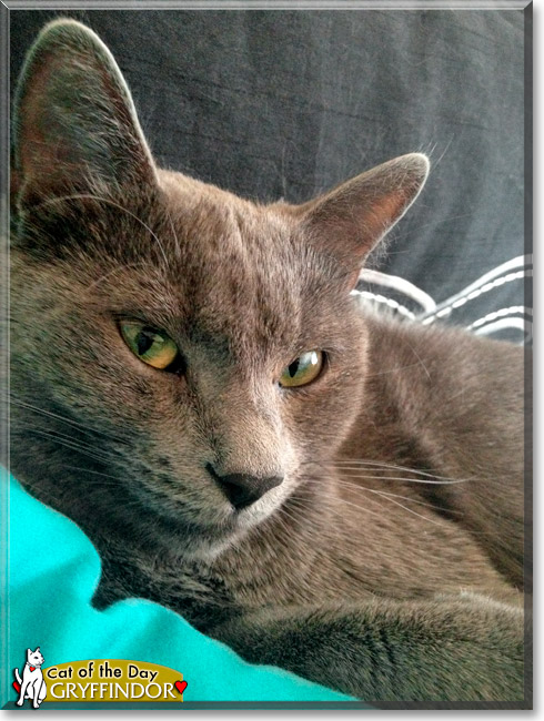 Gryffindor, the Cat of the Day