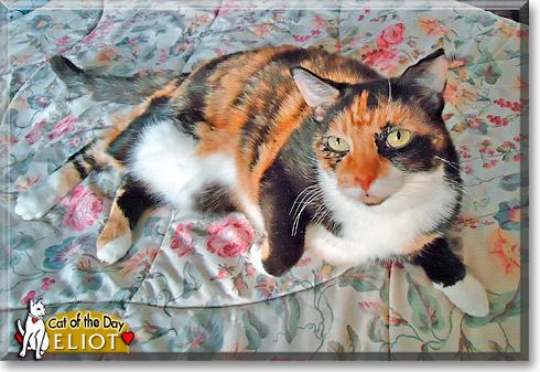 Eliot, the Cat of the Day Eliot, the Cat of the Day