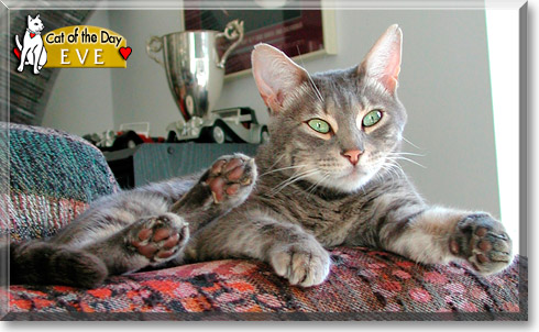 Eve, the Cat of the Day