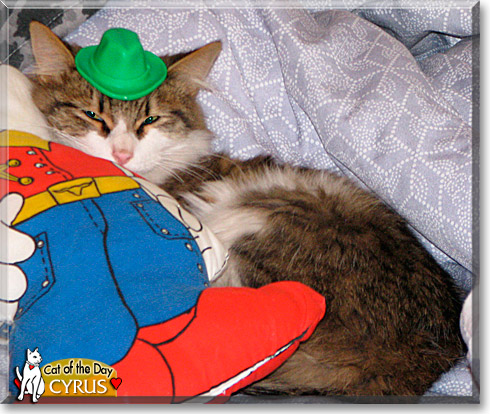 Cyrus, the Cat of the Day Cyrus, the Cat of the Day