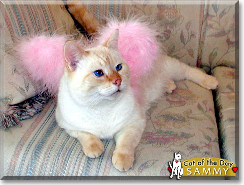 Sammy, the Cat of the Day