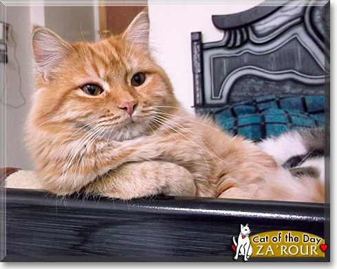 Za'rour, the Cat of the Day