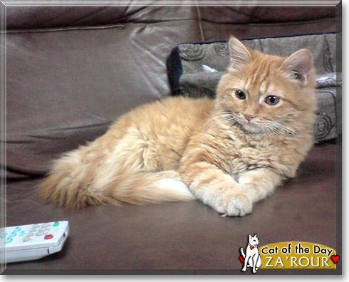 Za'rour, the Cat of the Day Za'rour, the Cat of the Day