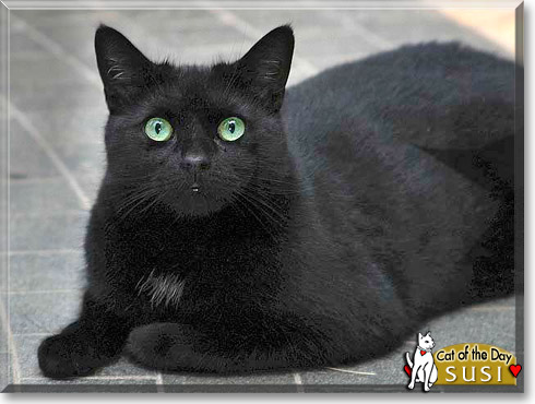 Susi, the Cat of the Day