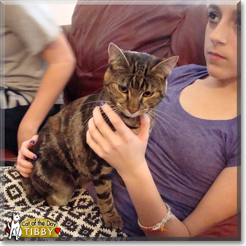 Tibby, the Cat of the Day