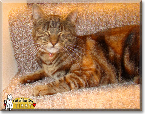 Tibby, the Cat of the Day