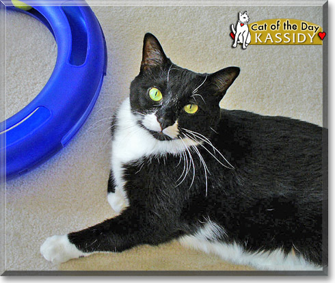 Kassidy, the Cat of the Day