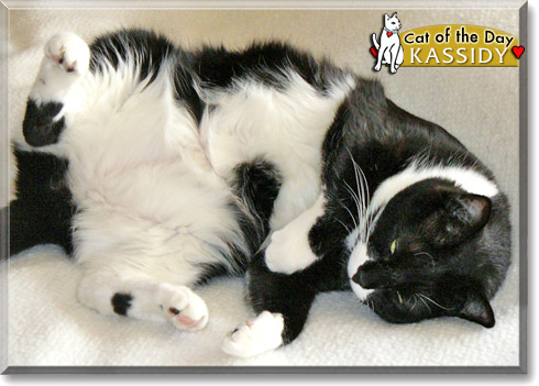 Kassidy, the Cat of the Day
