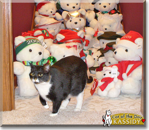Kassidy, the Cat of the Day