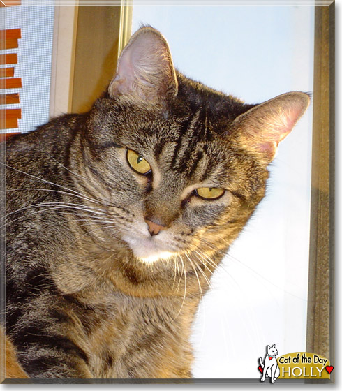 Holly, the Cat of the Day