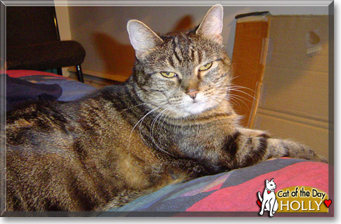Holly, the Cat of the Day Holly, the Cat of the Day