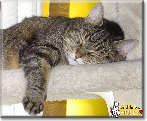 Holly, the Cat of the Day Holly, the Cat of the Day