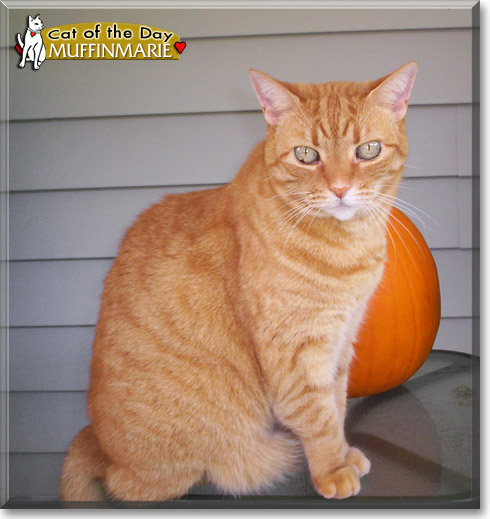 MuffinMarie, the Cat of the Day