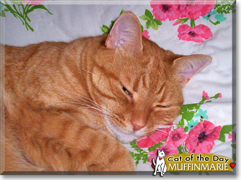 MuffinMarie, the Cat of the Day MuffinMarie, the Cat of the Day