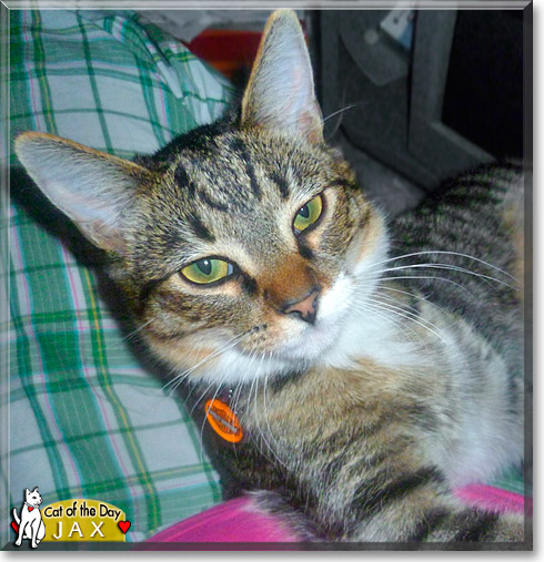 Jax, the Cat of the Day