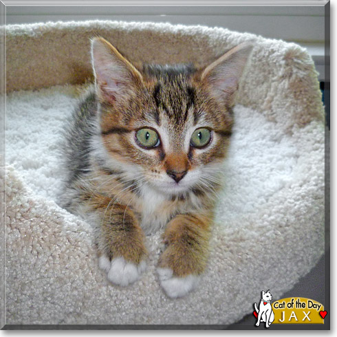 Jax, the Cat of the Day