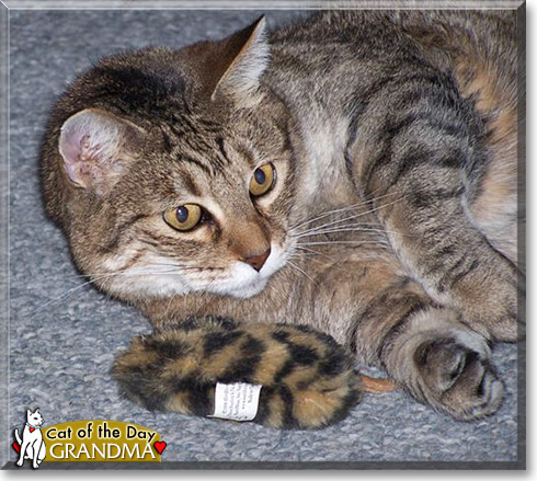 Grandma, the Cat of the Day