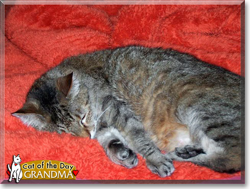 Grandma, the Cat of the Day