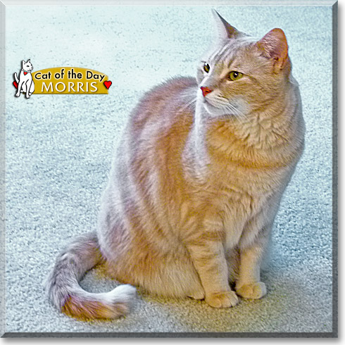 Morris, the Cat of the Day
