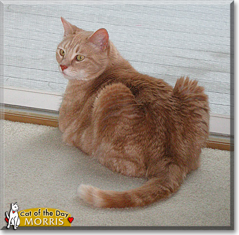 Morris, the Cat of the Day Morris, the Cat of the Day