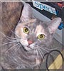 Sasha the Domestic Shorthair