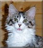 Simon the Cat