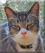 Squirt the Tabby
