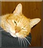 Max the Orange tabby