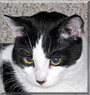 Cookie the Domestic shorthair