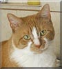 Chuck the Orange Tabby