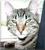 Celeste the Tabby