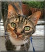Sylvia the Domestic Short Hair