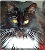 Zazou the Tuxedo Longhair