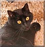 Morli the Domestic Cat
