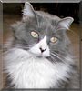 Zelda the Domestic long hair