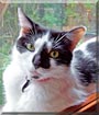 Mickey Mouse the Cat