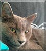 Gryffindor the Korat