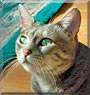 Eve the Bengal mix
