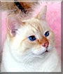 Sammy the Flame Point Siamese