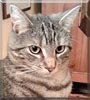 Dorry the Domestic Shorthair Tabby