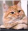 Za'rour the Orange Tabby