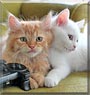 Mr. Tinkles, Garfield the Persian, Short hair