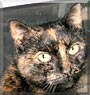 Autumn the Tortoiseshell