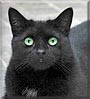 Susi the Cat
