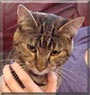 Tibby the Domestic Shorthair