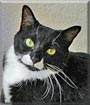 Kassidy the Domestic shorthair