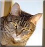 Holly the Tabby