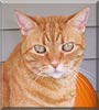 MuffinMarie the Shorthair Tabby