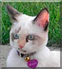 Spazz the Siamese, Calico